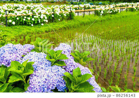 神奈川県開成町　～田園に咲くアジサイ～ 86256143
