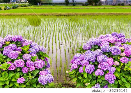 神奈川県開成町 ~田園に咲くアジサイ~ 神奈川県開成町 ~田園に咲くアジサイ~ 86256145