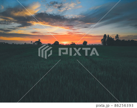 Nature of rice field on rice paddy Nature of rice field on rice paddy 86256393