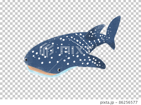 Whale shark Whale shark 86256577