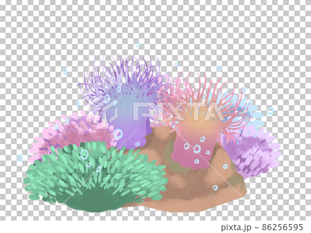 Sea anemone 86256595