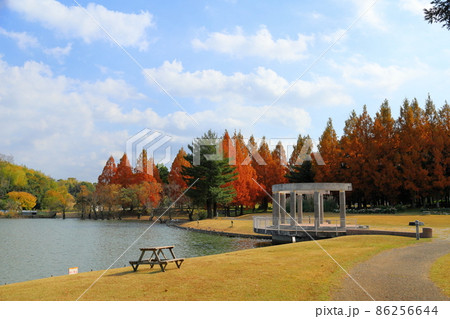 秋の公園　紅葉メタセコイア 86256644