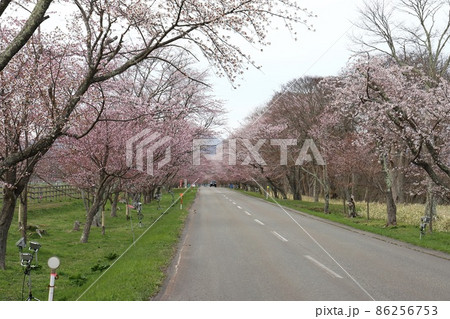 北海道　浦河　優駿さくらロード 86256753
