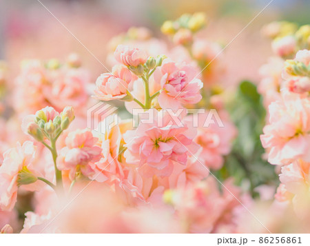 白間津のお花畑（千葉県南房総市） 86256861