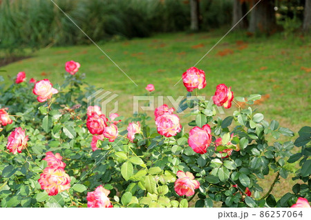 バラの花 ジュビレデュプリンスドゥモナコ バラの花 ジュビレデュプリンスドゥモナコ 86257064