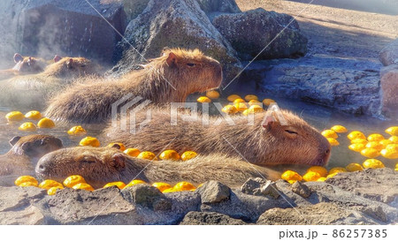 カピバラの温泉 86257385