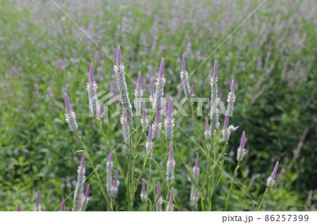 野生化したノゲイトウ 86257399