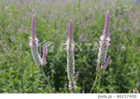 野生化したノゲイトウ 86257400