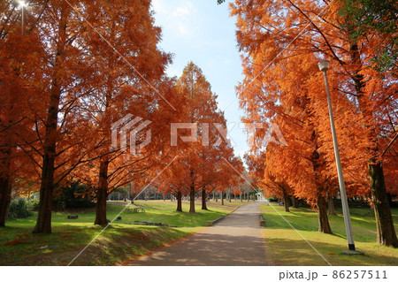 秋の公園 紅葉メタセコイア 秋の公園 紅葉メタセコイア 86257511