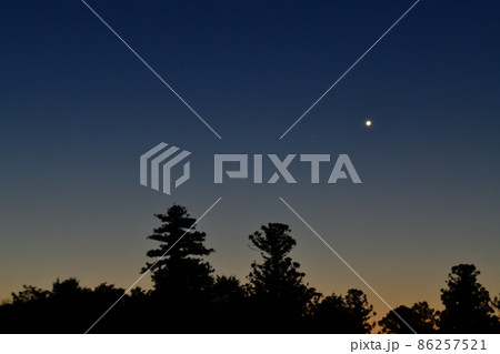 北杜市白州町、夜明けの空、梢の先に輝く金星 北杜市白州町、夜明けの空、梢の先に輝く金星 86257521