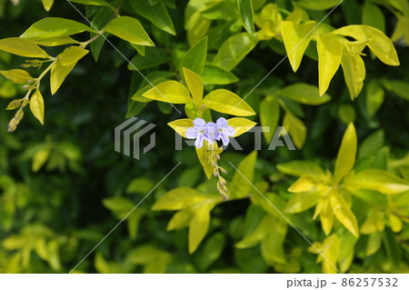 キバタイワンレンギョウ 沖縄の生け垣に人気の花木 キバタイワンレンギョウ 沖縄の生け垣に人気の花木 86257532