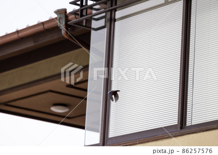 EOSR6.広島宮島、オオルリまた飛ぶ。 86257576