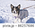 飼い主の手作りコートを着て雪の中を散歩するおじぃちゃん犬 86257686