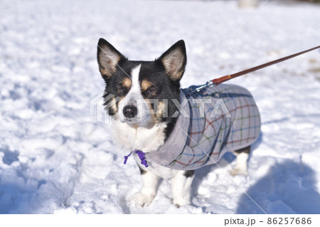 飼い主の手作りコートを着て雪の中を散歩するおじぃちゃん犬 86257686