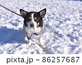 雪の日の散歩で眩しくて目を閉じる黒いコーギー犬 86257687