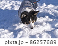 照り返しが厳しい雪の日の犬の散歩 86257689