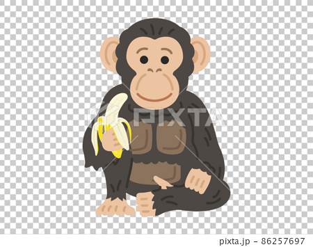 バナナを食べるチンパンジーのイラストのイラスト素材