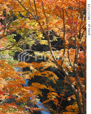 燃えるような紅葉の彩り紅葉狩りでの一期一会 86257739