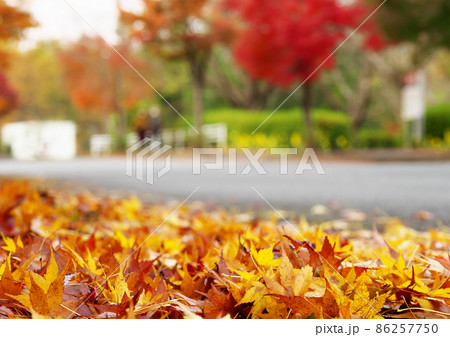 晩秋の歩道を彩る紅葉の落ち 86257750
