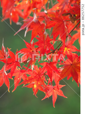 燃えるような紅葉の彩り紅葉狩りでの一期一会 燃えるような紅葉の彩り紅葉狩りでの一期一会 86257752