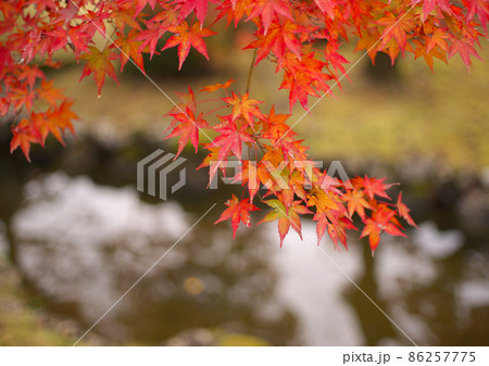 庭園の秋を飾る紅葉 86257775