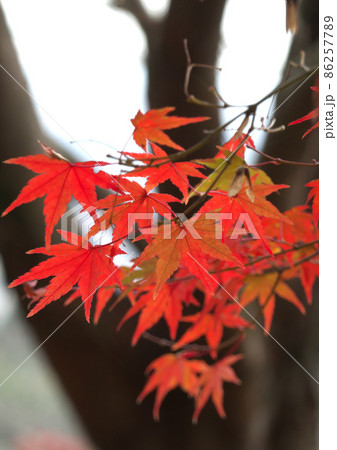 朱に染まり秋の山の散歩道を彩る紅葉 朱に染まり秋の山の散歩道を彩る紅葉 86257789