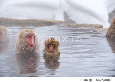 地獄谷野猿公苑の猿（スノーモンキー） 86258061
