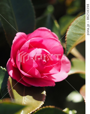 山茶花　(サザンカ　冬のイメージ) 86258398