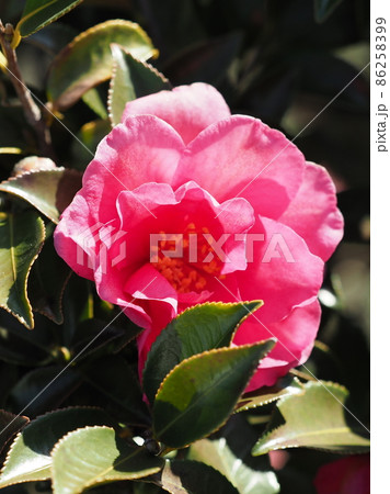 山茶花　(サザンカ　冬のイメージ) 86258399