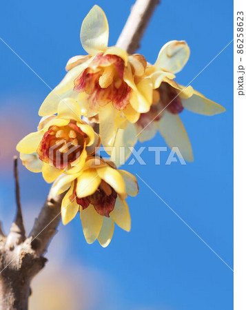 ロウバイ（和蝋梅（ワロウバイ）） 86258623