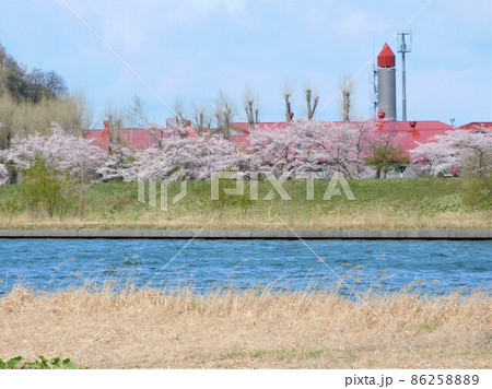 余市川と桜並木 86258889