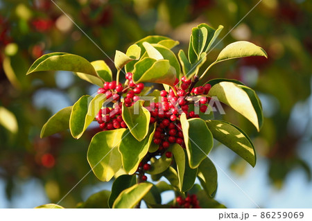 クロガネモチ(縁起物にも) クロガネモチ(縁起物にも) 86259069