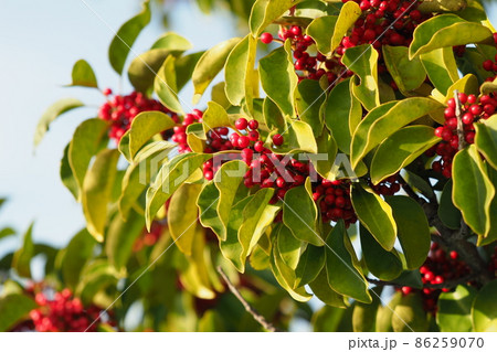 クロガネモチ（縁起物にも） 86259070