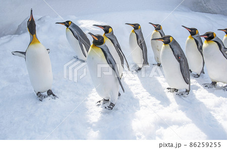 旭山動物園・ペンギンの散歩 86259255