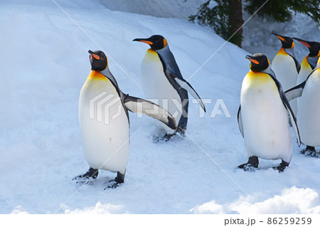 旭山動物園・ペンギンの散歩 86259259