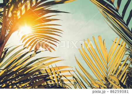 Copy space of silhouette tropical palm tree with sun light on sunset sky and cloud abstract background. Copy space of silhouette tropical palm tree with sun light on sunset sky and cloud abstract background. 86259381