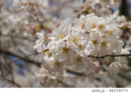 桜の花 桜の花 86259574