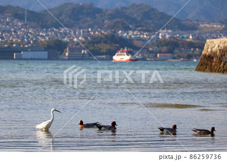 水鳥と、宮島からの対岸風景 86259736