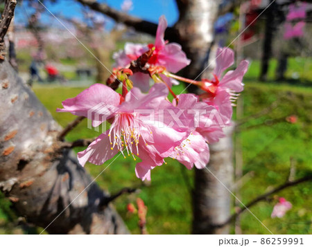 花 フラワー お花 86259991