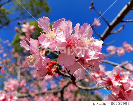 花 フラワー お花 86259992