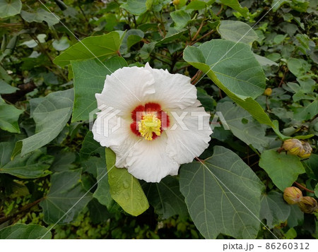 花 フラワー お花 86260312