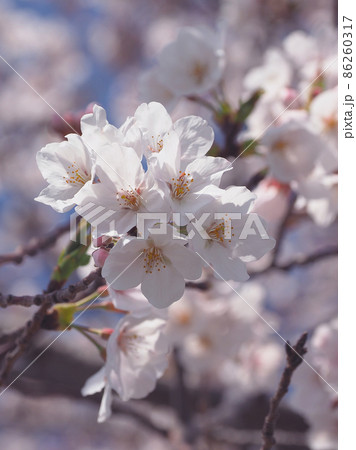桜(春のイベントなどに) 桜(春のイベントなどに) 86260317