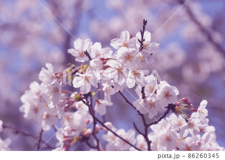 桜(春のイベントなどに) 桜(春のイベントなどに) 86260345