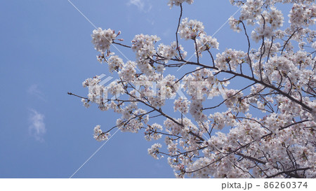 桜(春のイベントなどに) 桜(春のイベントなどに) 86260374