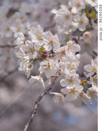 桜（春のイベントなどに） 86260388