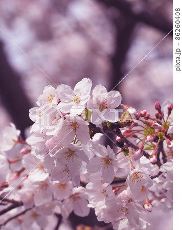 桜(春のイベントなどに) 桜(春のイベントなどに) 86260408