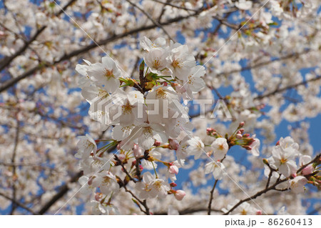 桜(春のイベントなどに) 桜(春のイベントなどに) 86260413