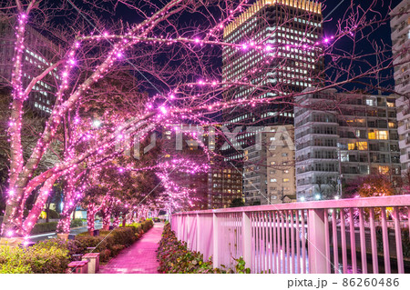 《東京都》目黒川冬の桜イルミネーション・タワーマンションの夜景 86260486
