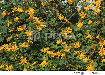 ニトベギク　沖縄で自生している草花 86260620