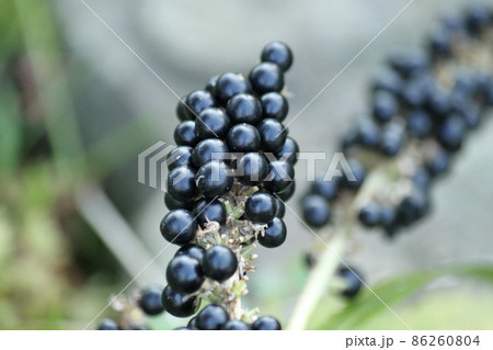 薮蘭の実 86260804